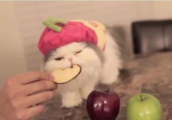 猫咪黑下巴去除小技巧