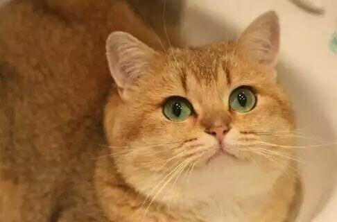 猫咪黑下巴去除小技巧