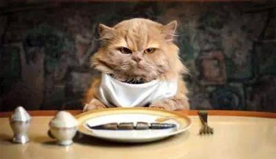 猫咪黑下巴去除小技巧