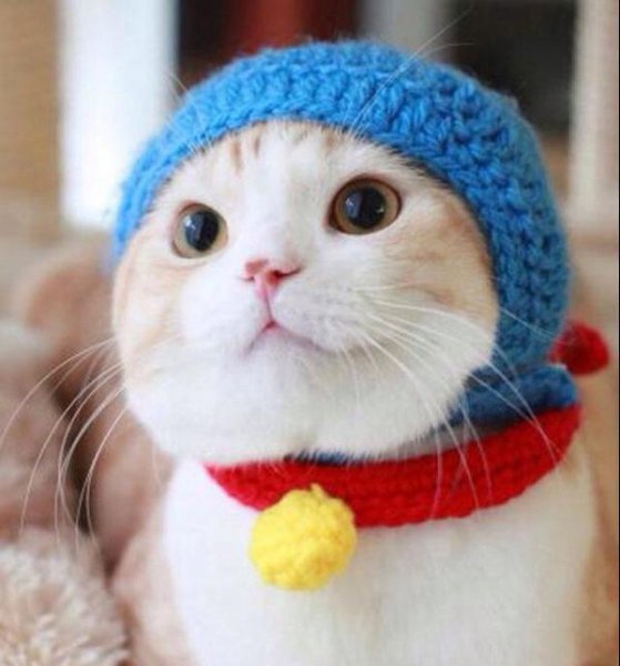 猫咪黑下巴去除小技巧