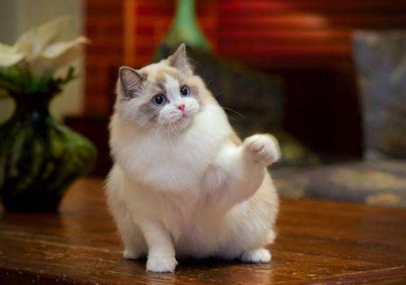 猫咪黑下巴去除小技巧