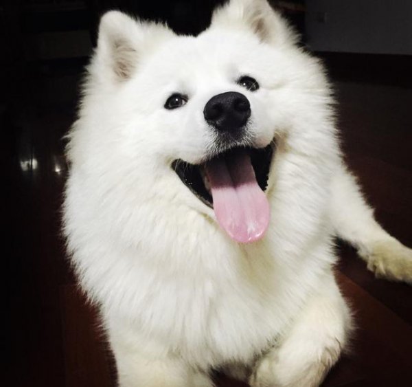 萨摩耶是大型犬还是中型犬