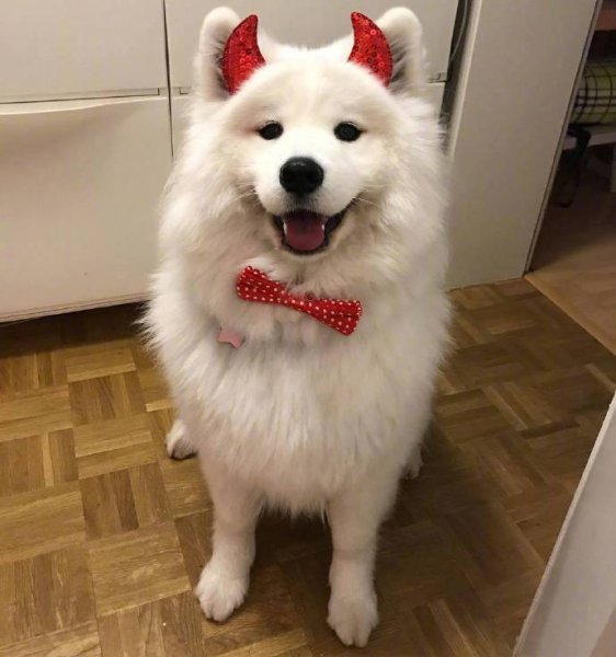 萨摩耶是大型犬还是中型犬