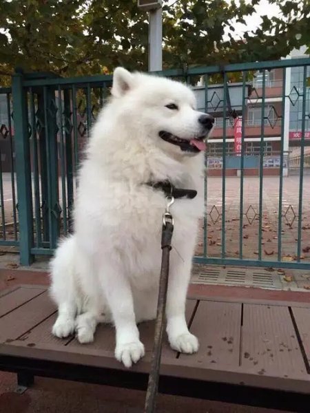 萨摩耶是大型犬还是中型犬