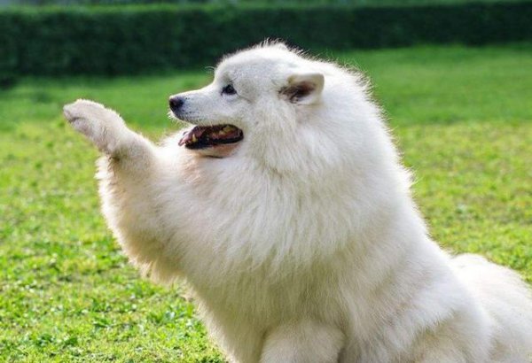 萨摩耶是大型犬还是中型犬