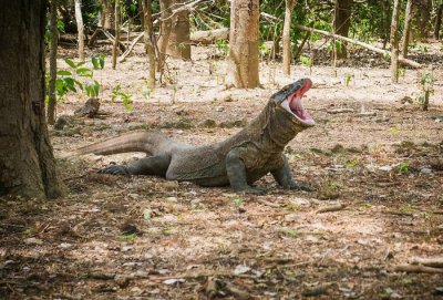 科莫多巨蜥有毒吗 被科莫多巨蜥咬现在的医学水平能救吗