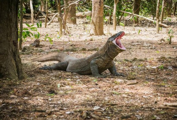 科莫多巨蜥有毒吗