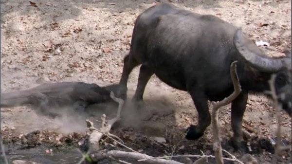 科莫多巨蜥有毒吗