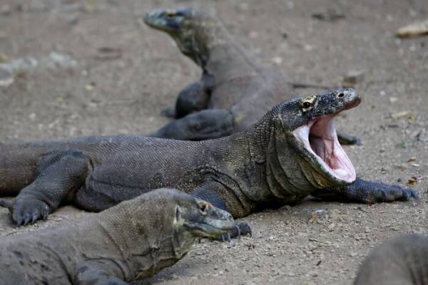 科莫多巨蜥有毒吗