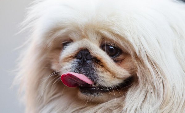 京巴犬为什么没人养