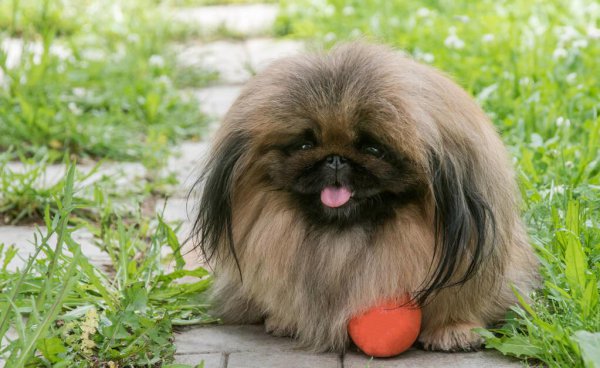 京巴犬为什么没人养