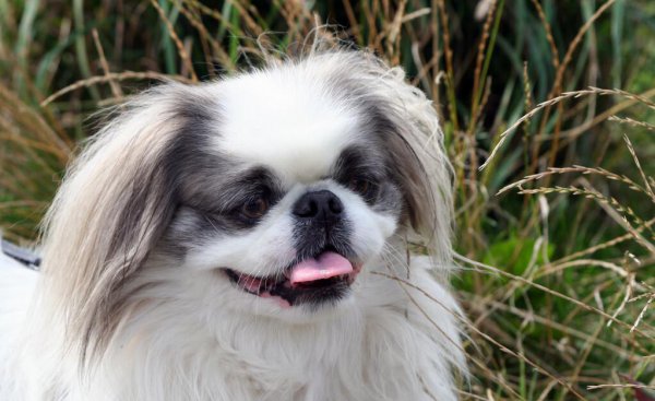 京巴犬为什么没人养