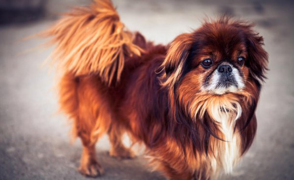 京巴犬为什么没人养