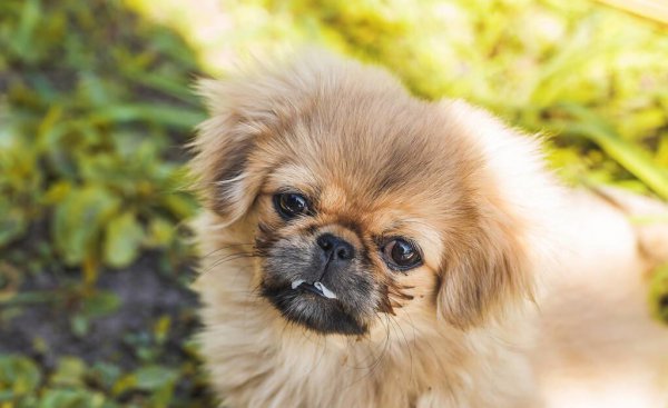 京巴犬为什么没人养