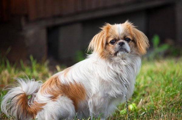 京巴犬为什么没人养