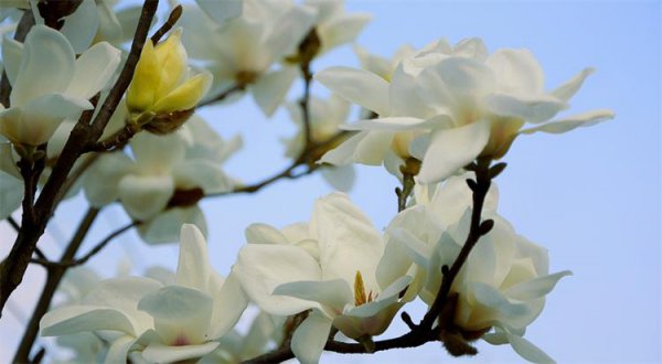 玉兰花的花语与寓意是什么