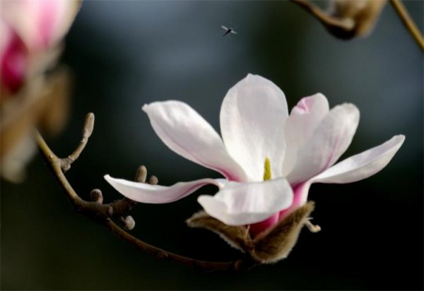 玉兰花的花语与寓意是什么