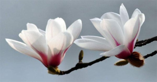 玉兰花的花语与寓意是什么