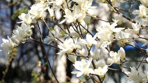 玉兰花的花语与寓意是什么