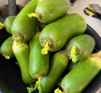 白萝卜空心还能吃吗有危害吗 萝卜糠心的原因有哪些