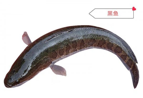 酸菜鱼什么鱼最好