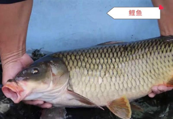 酸菜鱼什么鱼最好