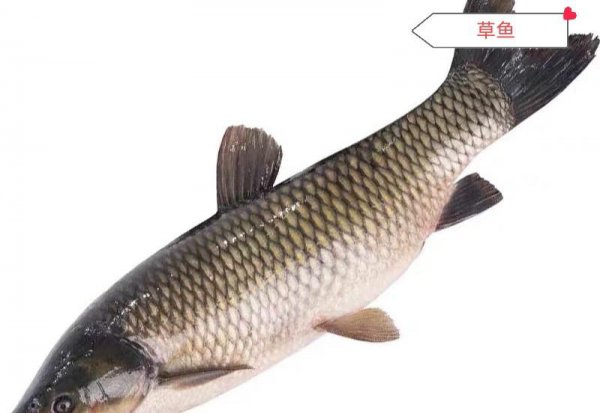 酸菜鱼什么鱼最好