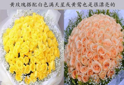 金色海岸玫瑰的花语 不同品种黄玫瑰分别代表什么含义