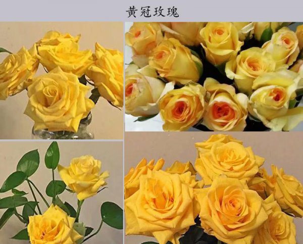 金色海岸玫瑰的花语