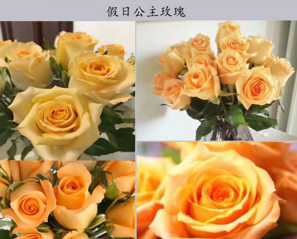 金色海岸玫瑰的花语