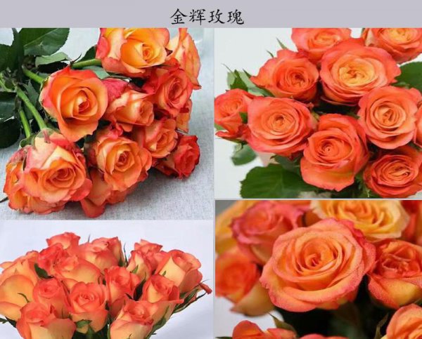 金色海岸玫瑰的花语