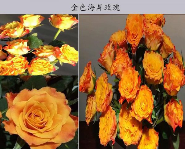 金色海岸玫瑰的花语