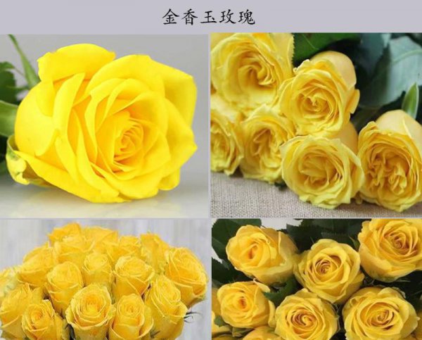 金色海岸玫瑰的花语