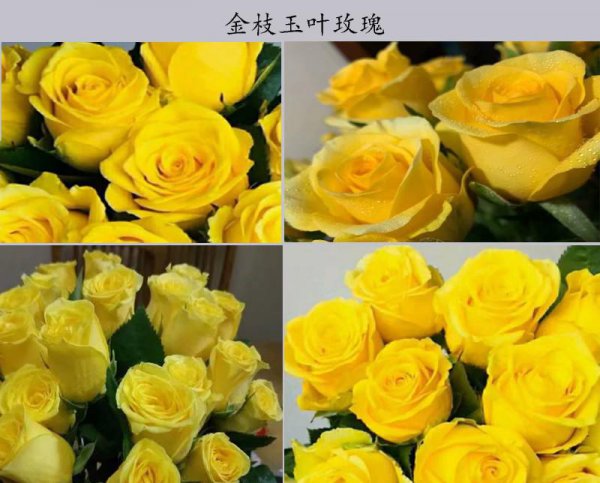 金色海岸玫瑰的花语