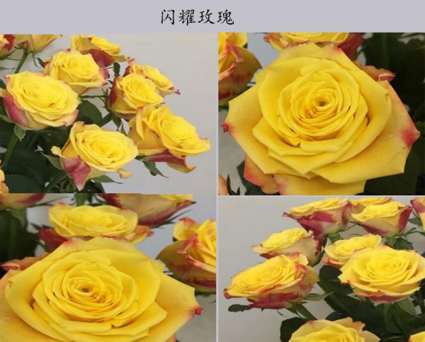 金色海岸玫瑰的花语