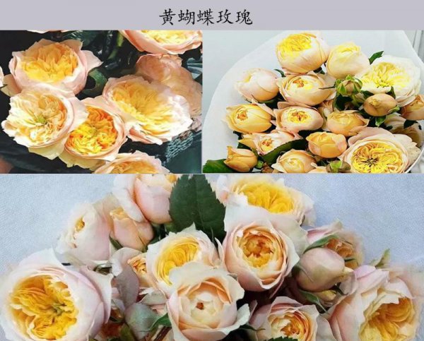 金色海岸玫瑰的花语