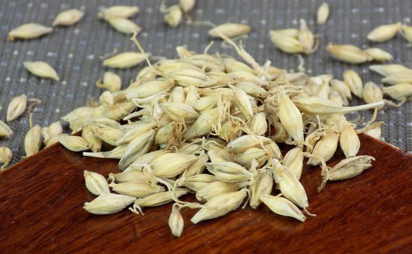 钓鲫鱼用什么最好