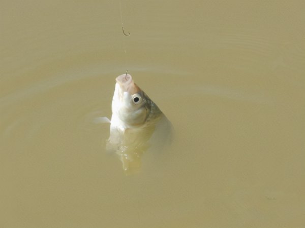 钓鲫鱼用什么最好