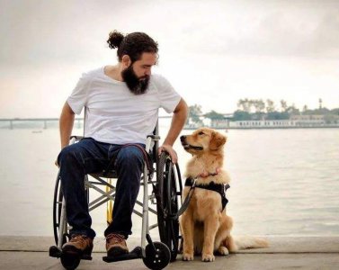 宠物狗的品种有哪些 六大最受欢迎的狗狗品种介绍