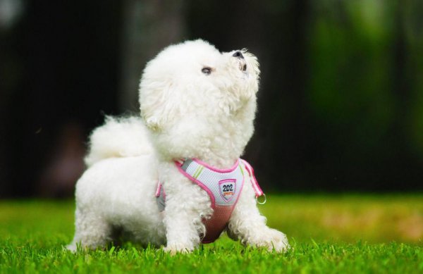 宠物狗的品种有哪些