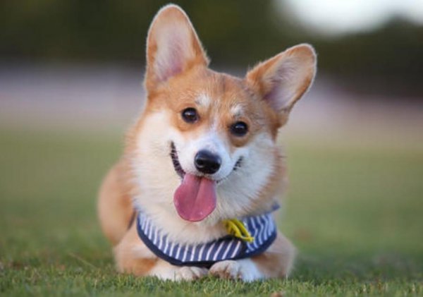 宠物狗的品种有哪些