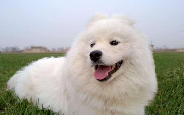 宠物狗的品种有哪些