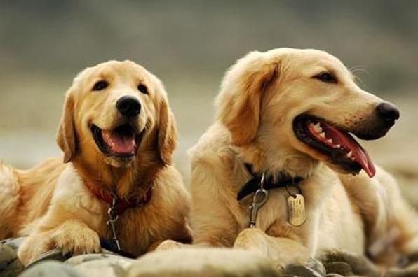 宠物狗的品种有哪些