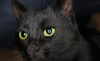 纯黑色的猫是什么品种 纯黑猫的品种大全以及特点