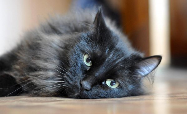 纯黑色的猫是什么品种