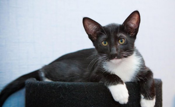 纯黑色的猫是什么品种