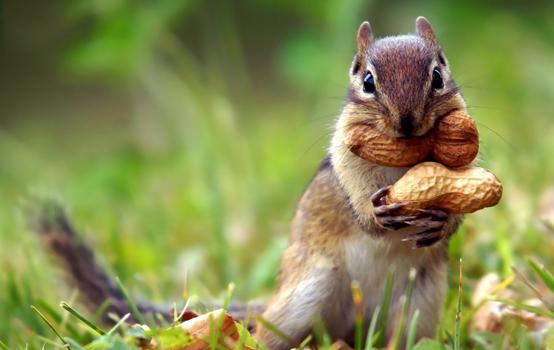 松鼠喜欢吃什么食物