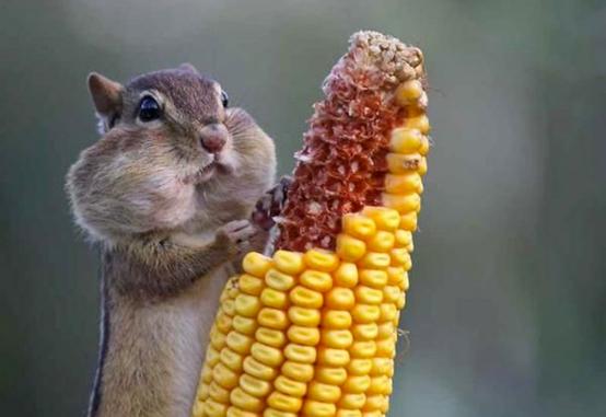 松鼠喜欢吃什么食物