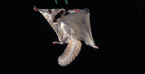 松鼠喜欢吃什么食物