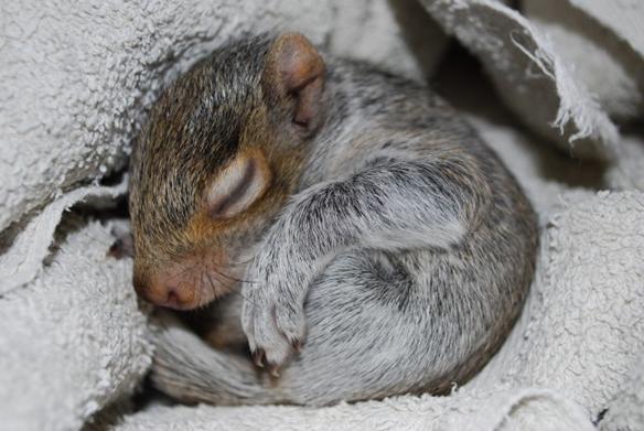 松鼠喜欢吃什么食物